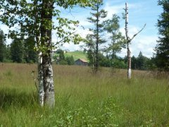 Das Schollamoos in Alberschwende